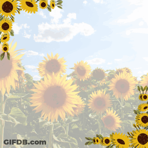 Sunflowers Saying Good Morning GIF