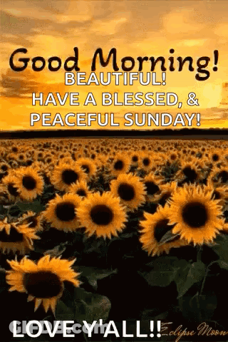 Sunflowers With Good Morning Message GIF