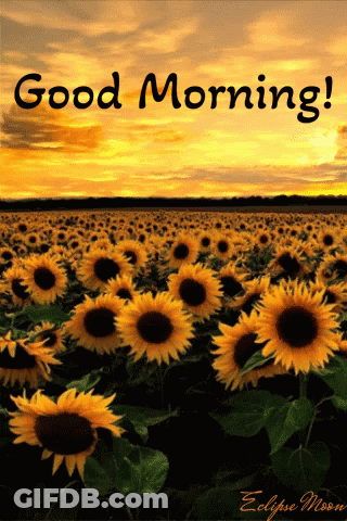 Sunflowers With Good Morning Message GIF