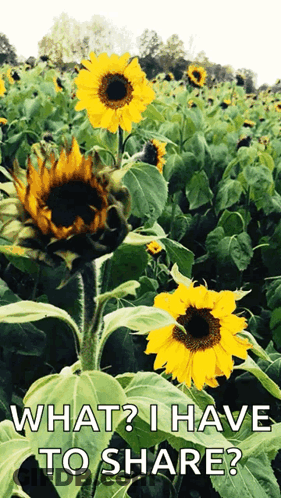 Sunflowers With What I Have To Share GIF