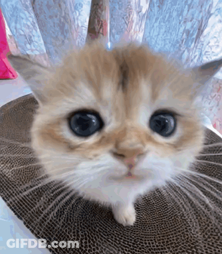 Sunglasses Man I Can Feel Something Inside Me Say GIF