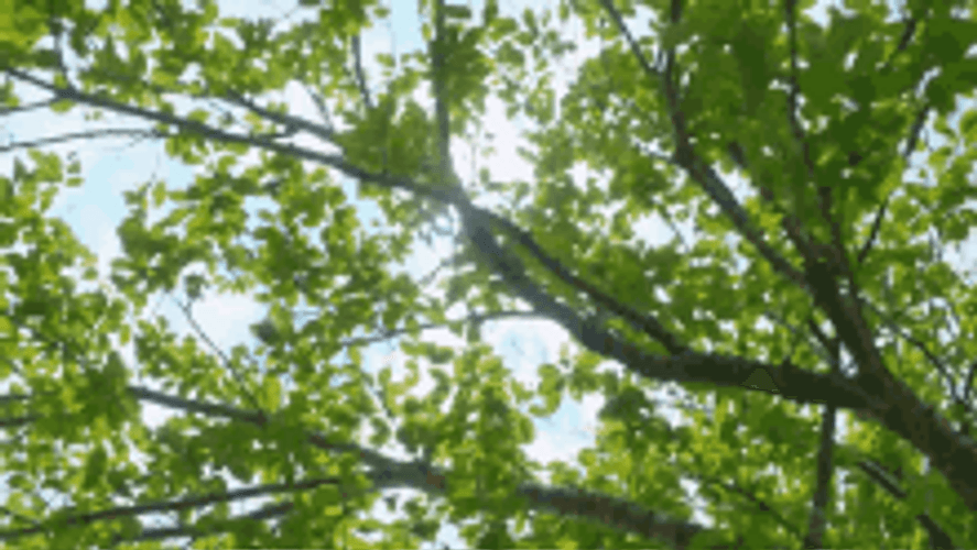 Sunny Day Flower Garden Milet Always You Music Video GIF