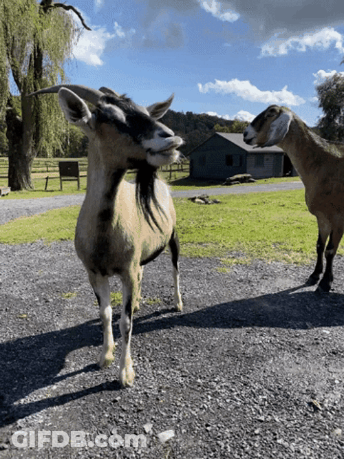 Sunny Day With Funny Goats GIF