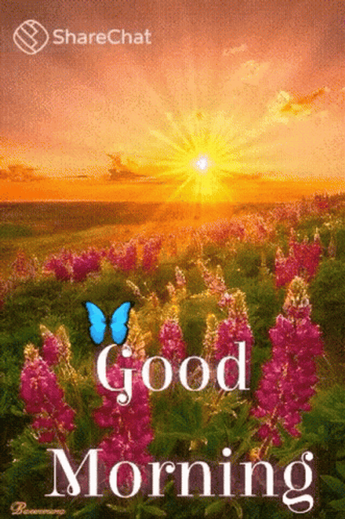Sunrise Lovely Flowers GIF