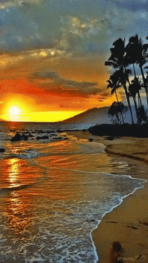 Sunrise Tropical Beach GIF