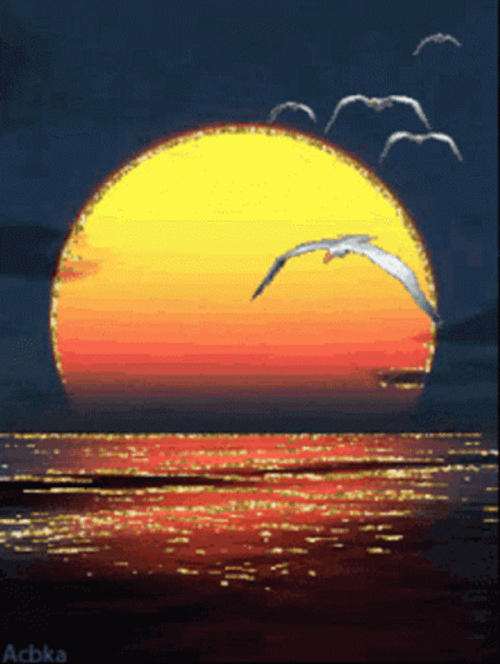 Sunset Birds Animation GIF