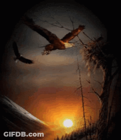 Sunset Flying Eagle Animation GIF