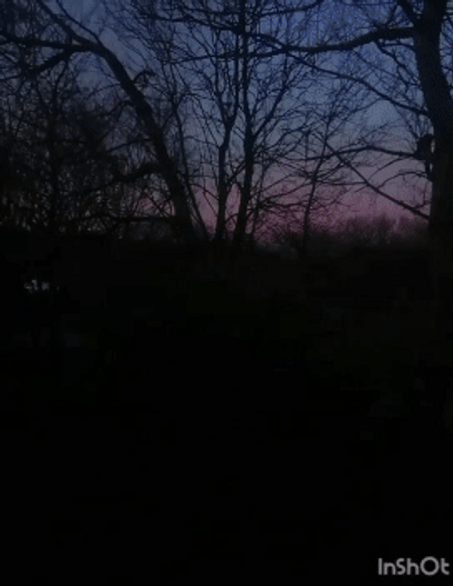 Sunset Forest Trees GIF