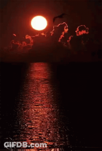 Sunset Over Water With Bird Flying GIF