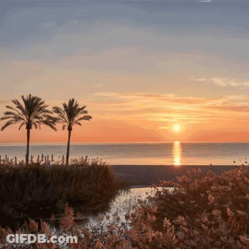 Sunset Over Water With Palm Trees GIF
