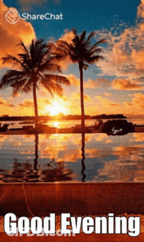 Sunset Palm Trees Good Evening GIF