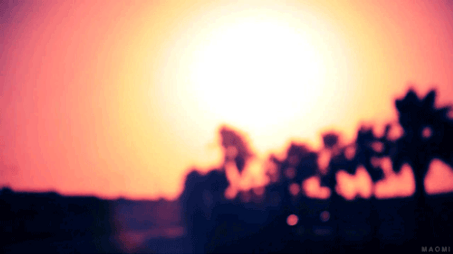 Sunset Palm Tress Windy GIF