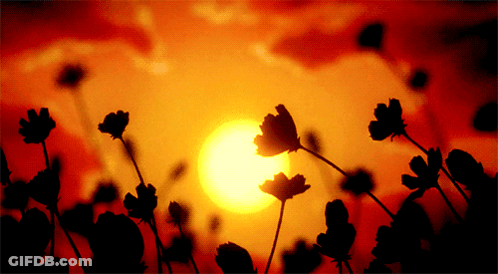 Sunset With Flowers GIF