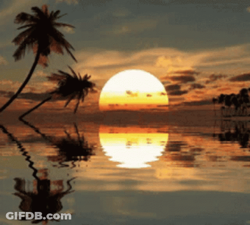 Sunset With Palm Trees GIF