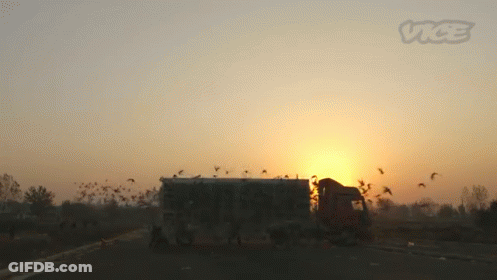 Sunset With Vice GIF