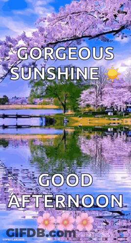 Sunshine Good Afternoon Greeting Card With Lake And Cherry Blossoms GIF
