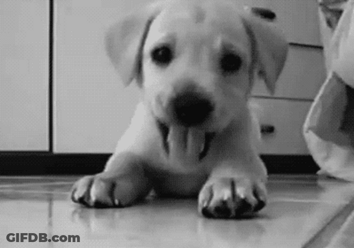Sup Hi Doggy GIF