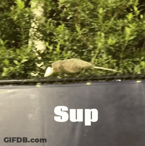 Sup Possum On The Fence GIF