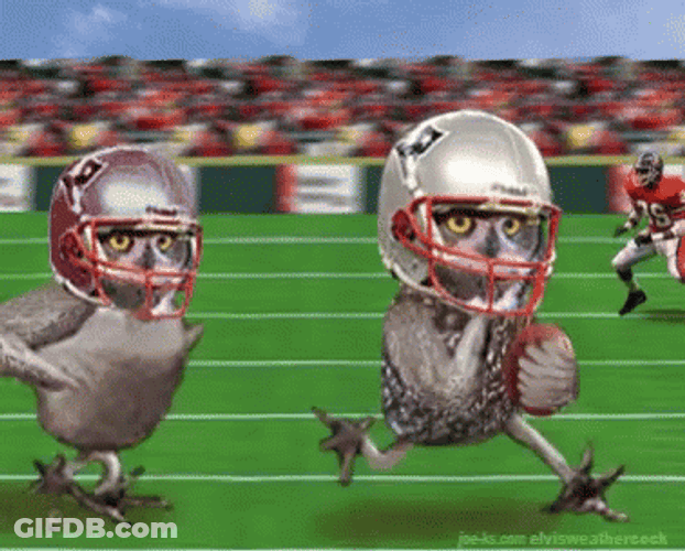 Super Bowl Owls Playing Football Animation GIF