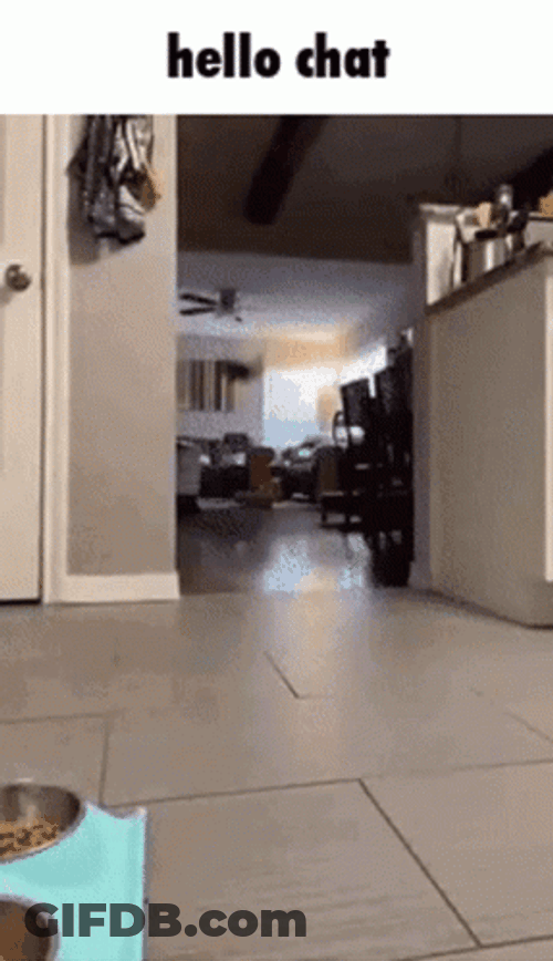Super Cat Hello Chat GIF