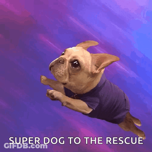 Super Dog Jumping In Purple Shirt GIF