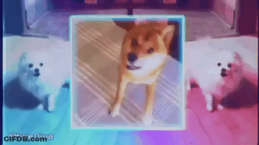 Super Excited Dog Meme GIF