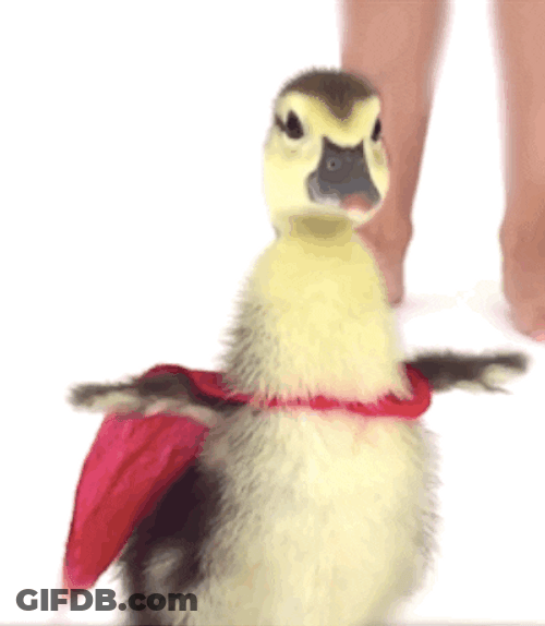 Super Hero Cute Duck GIF