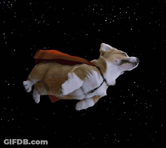 Super Hero Dog Corgi Flying GIF