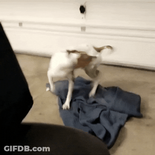 Super Hyper White Brown Dog GIF