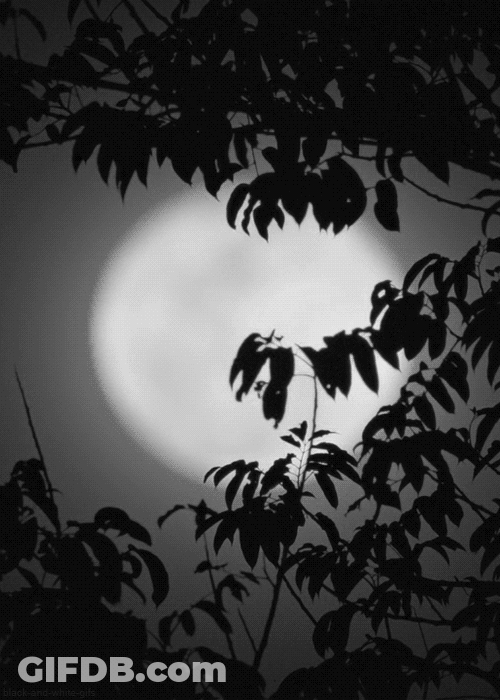 Super Moon Behind Tree Leaves GIF