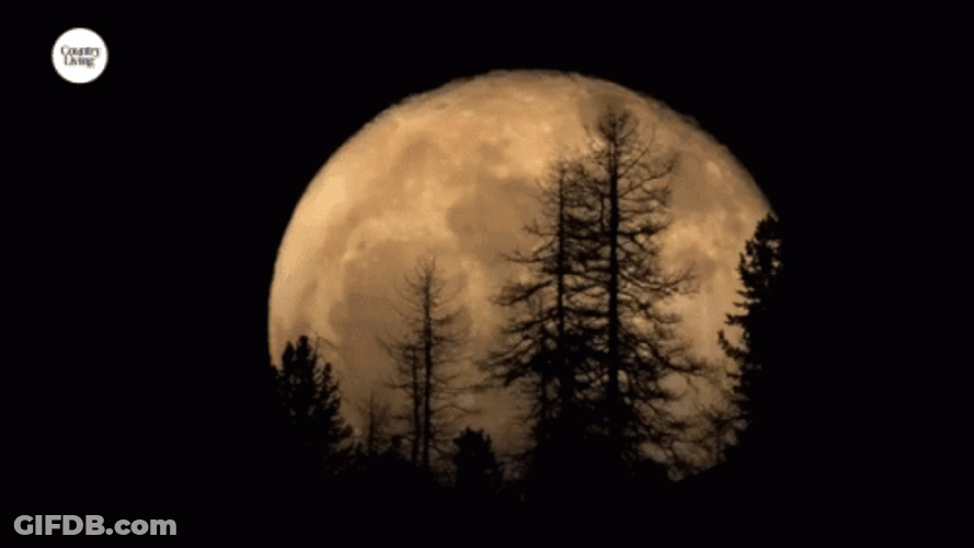 Super Moon Obscured By Trees GIF