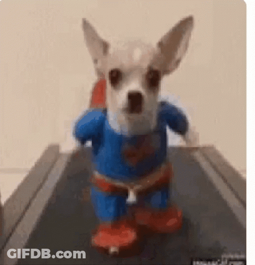 Super Puppy On Treadmill GIF