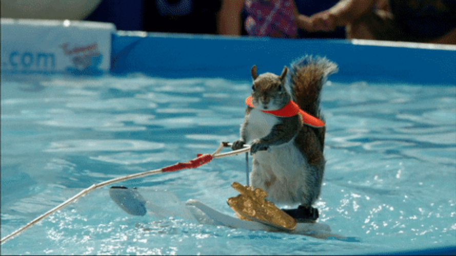 Surfing Squirrel Animal GIF