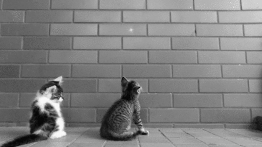 Surprise Hug Cat Meme GIF