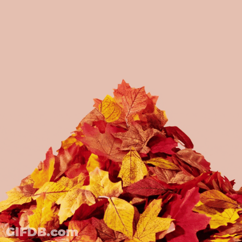 Surprise It's Pumpkin Spice Season GIF