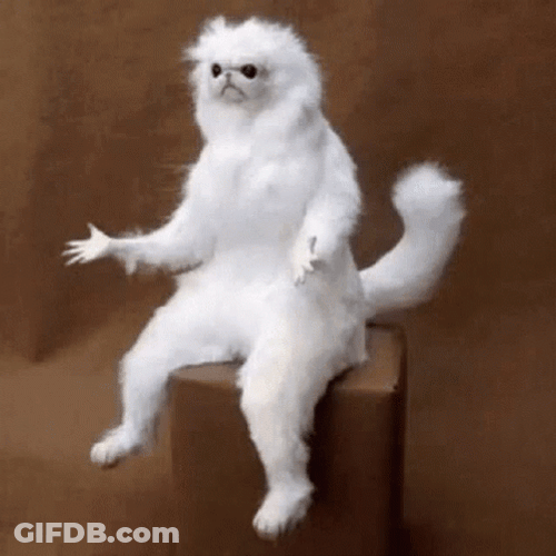 Surprise White Cat Meme GIF