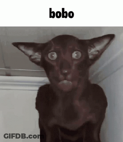 Surprised Black Cat Saying Bobo GIF
