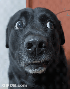 Surprised Black Dog Close Up GIF