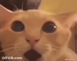 Surprised Cat GIF