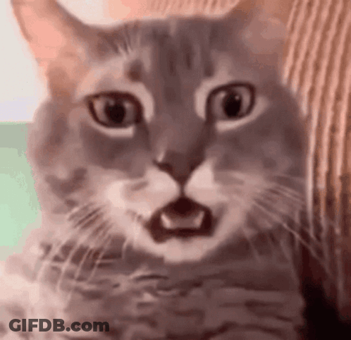 Surprised Cat Close Up GIF