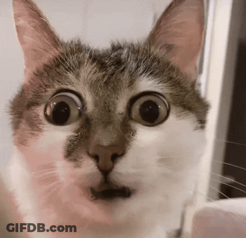 Surprised Cat Close Up GIF