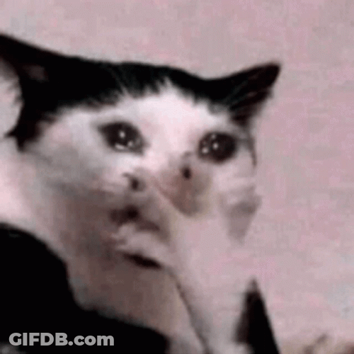 Surprised Cat Cries In Shock GIF