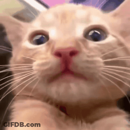 Surprised Cat Face Close Up GIF