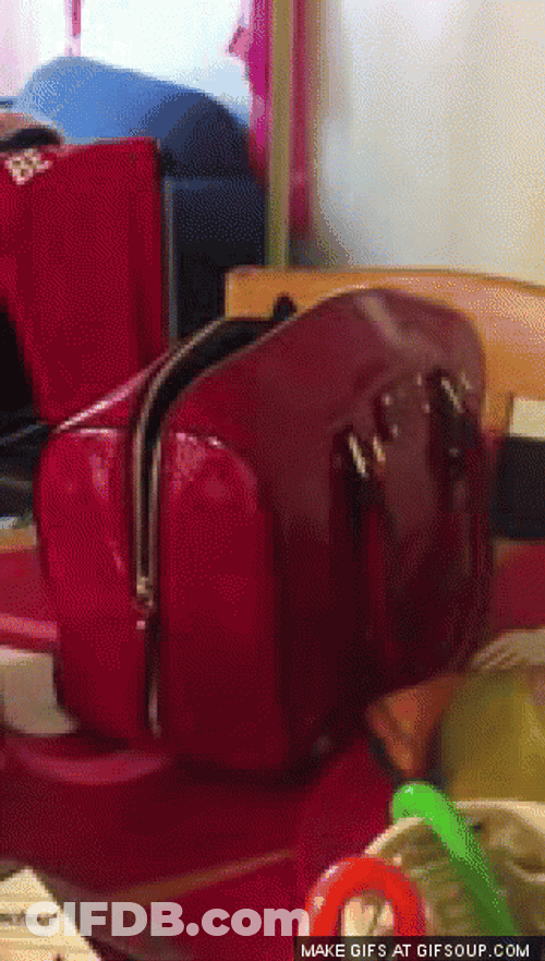 Surprised Cat In A Bag GIF