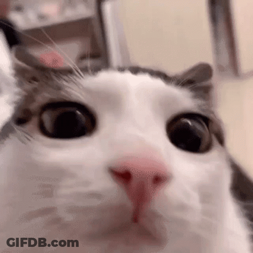 Surprised Cat Looking At Camera GIF