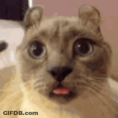 Surprised Cat Mouth Open GIF