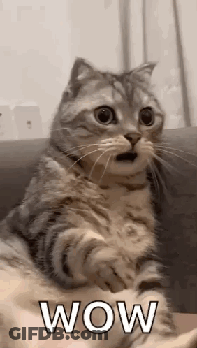 Surprised Cat On Couch GIF