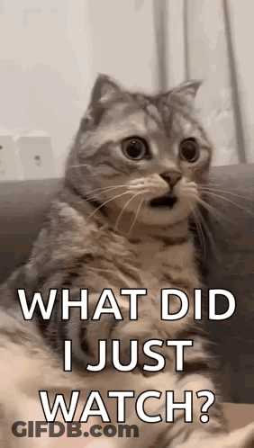 Surprised Cat On Couch Saying What Did I Just Watch GIF