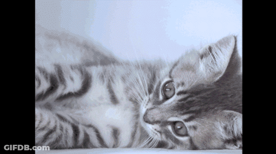 Surprised Cat Say What GIF