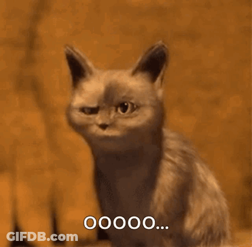 Surprised Cat Saying 00000 GIF